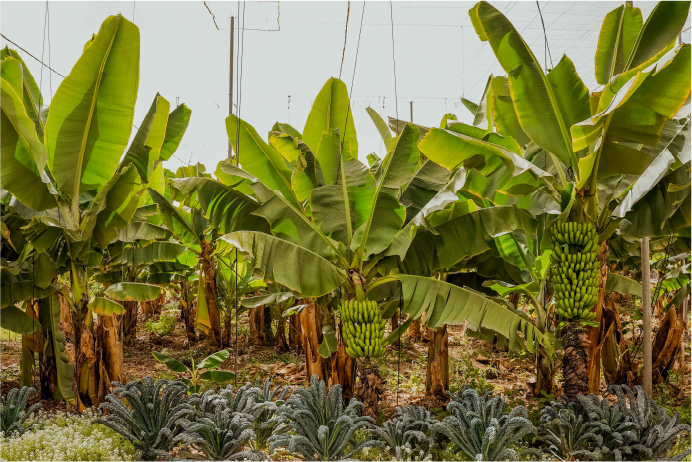 La Calabacera - Finca Ecológica en Tenerife